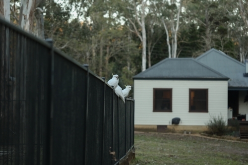 Sulphur Crested Cockatoos Australian native bird gathering on backyard pool fence - Australian Stock Image