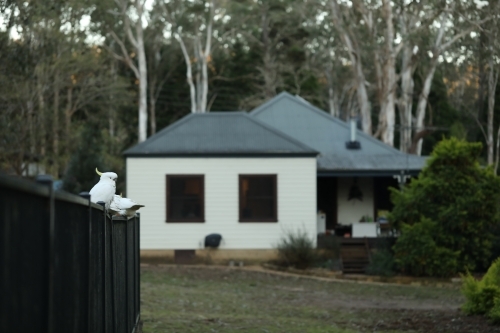 Sulphur Crested Cockatoos Australian native bird gathering on backyard pool fence - Australian Stock Image