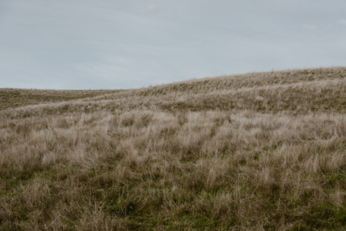 summer grassy fields with sky - Australian Stock Image