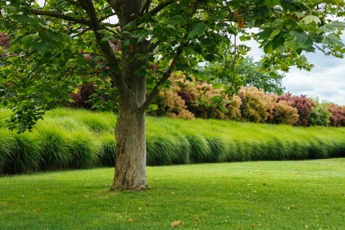 Summer trees and lawn of garden - Australian Stock Image