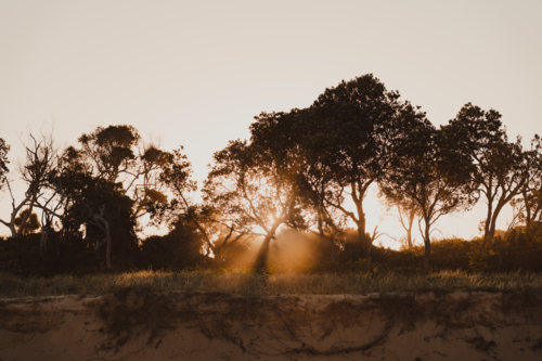 Sun beams passing through the trees above sand dunes creating silhouettes - Australian Stock Image