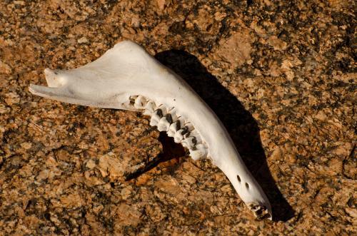 Sun bleached Kangaroo jaw bone on stony gibber desert - Australian Stock Image