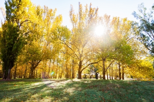 Sun flare through backlit golden yellow autumn trees - Australian Stock Image