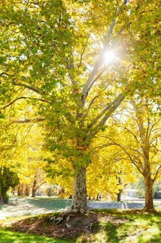 Sun flare through backlit golden yellow autumn trees - Australian Stock Image