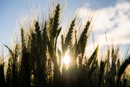 Sun flares through ripening wheat crop - Australian Stock Image