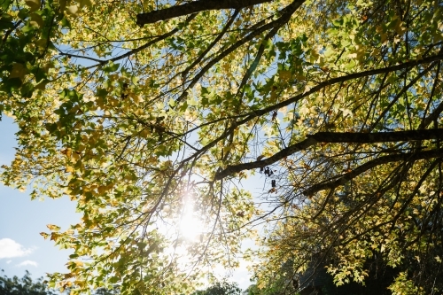 Sun gleaming through the trees green leaves - Australian Stock Image