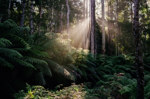 Sun rays filtering into the rainforest in the early morning