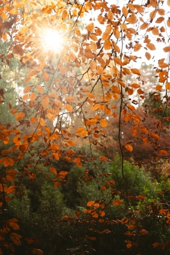 Sun rays through autumn foliage - Australian Stock Image