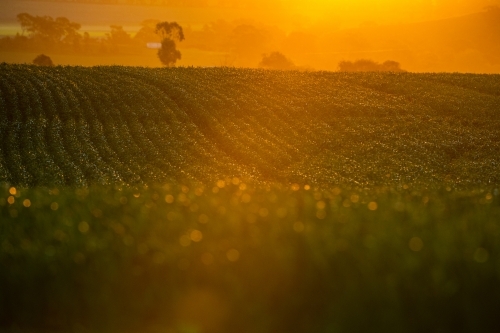 Sun sets over field of Beckom wheat - Australian Stock Image