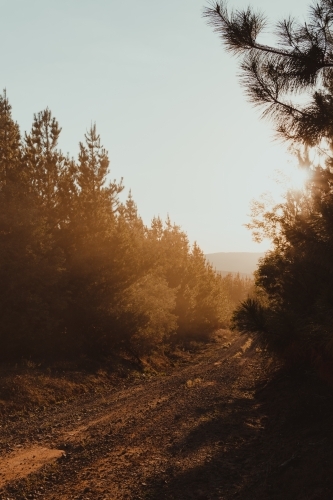 Sun setting on a dirt road through a pine forest in the Snowy Mountains