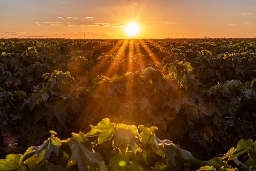 Sun Setting over green Cotton Crop - Australian Stock Image