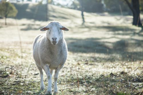 Sun shining from behind lone sheep in paddock on cold morning - Australian Stock Image