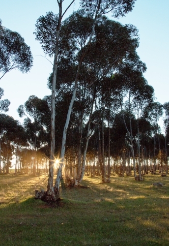 Sun shining through gum trees - Australian Stock Image