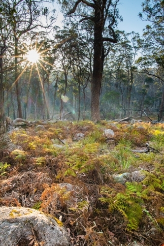 Sun shining through on a smokey morning in the Australian bush. - Australian Stock Image