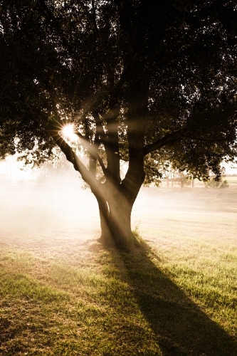 Sun shining through tree at sunset - Australian Stock Image