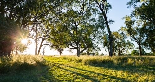 Sun star light flare through eucalypt trees in green paddock - Australian Stock Image