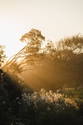 Sunbeams at sunset - Australian Stock Image