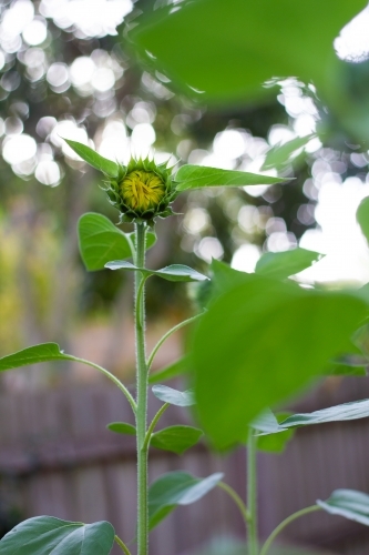 Sunflower about to bloom - Australian Stock Image
