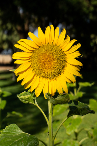 Sunflower - Australian Stock Image