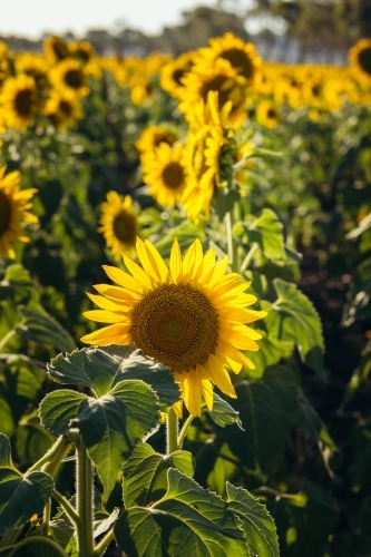 Sunflower close up in field - Australian Stock Image