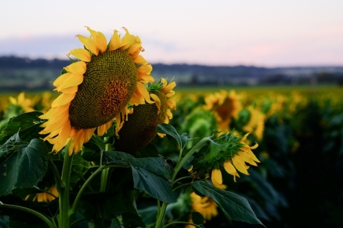 Sunflower field at Allora - Australian Stock Image