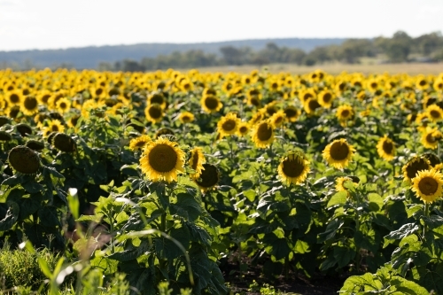 Sunflower field in bloom - Australian Stock Image