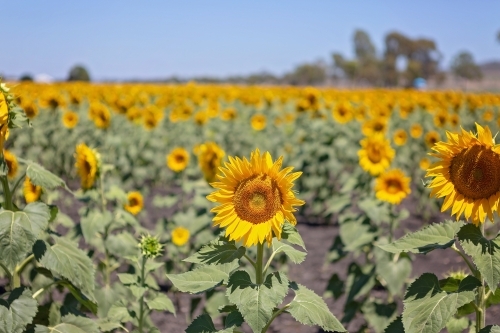 Sunflower fields in Queensland - Australian Stock Image