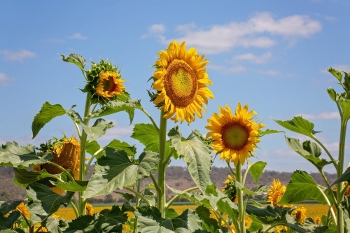 Sunflower fields in Queensland - Australian Stock Image