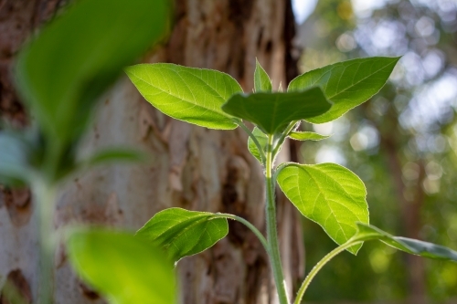 sunflower plant glowing in afternoon light - Australian Stock Image