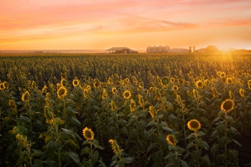 Sunflowers at sunset - Australian Stock Image