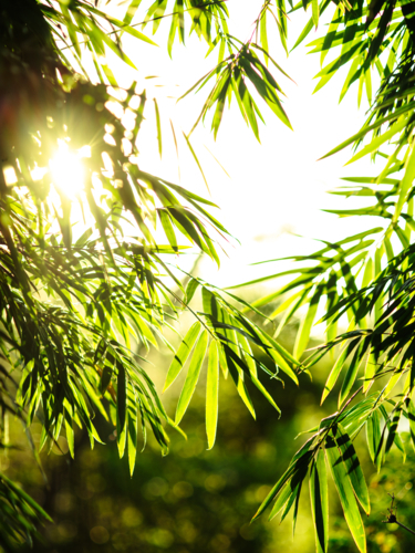 Sunlight filtering through the vibrant bamboo leaves. - Australian Stock Image