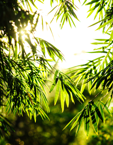 Sunlight filtering through the vibrant bamboo leaves. - Australian Stock Image