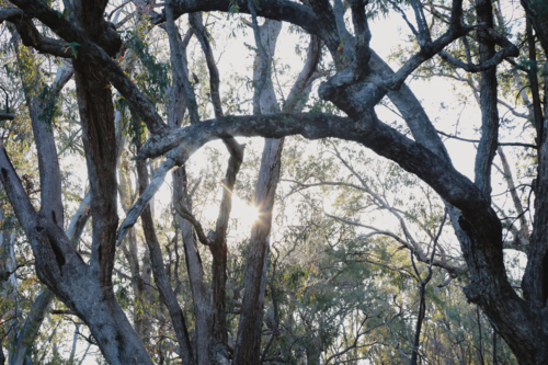 Sunlight filters through forest, highlighting branches and leaves in the Australian bush - Australian Stock Image