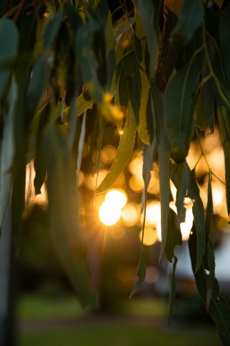 Sunlight through eucalyptus leaves - Australian Stock Image