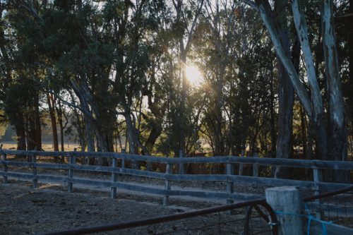 Sunlight through trees casting shadows on a rural fence - Australian Stock Image