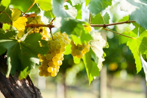 Sunlight through white grapes in vineyard - Australian Stock Image