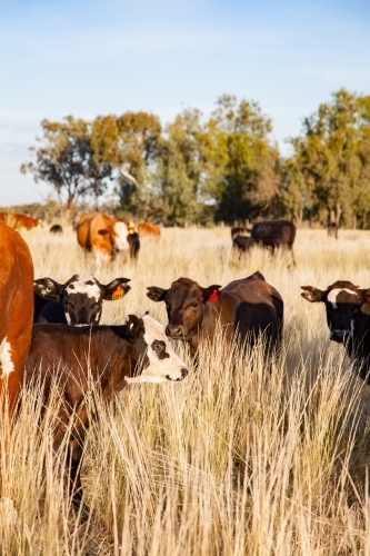 Sunlit cattle in paddock with young calves - Australian Stock Image