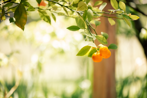 Sunlit cumquats on a lush green tree branch with copy space - Australian Stock Image