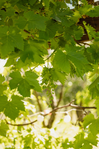 Sunlit grapevines with lush leaves and grape clusters - Australian Stock Image