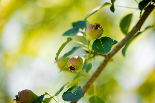 Sunlit pear tree branch with growing fruit and green leaves on a bright summer day - Australian Stock Image