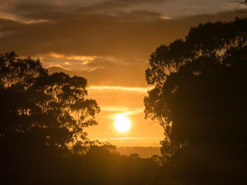 Sunrise between silhouetted trees - Australian Stock Image