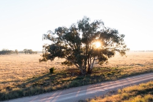 Sunrise light flares through gum tree near country road - Australian Stock Image