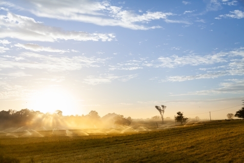 Sunrise over spray of sprinklers irrigating farm paddock - Australian Stock Image