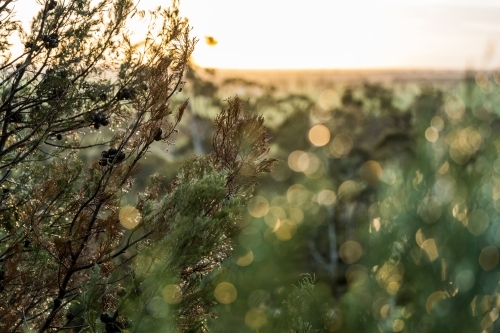 Sunrise through the undergrowth and trees, Mount Arapiles