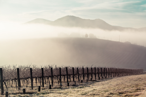 Sunrise with fog on a cold winter's morning in the Yarra Valley, Victoria, Australia - Australian Stock Image