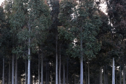 sunset light through the forest of trees - Australian Stock Image