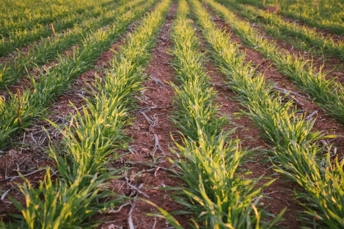 Sunset on a cereal crop in the Avon Valley in Western Australia - Australian Stock Image