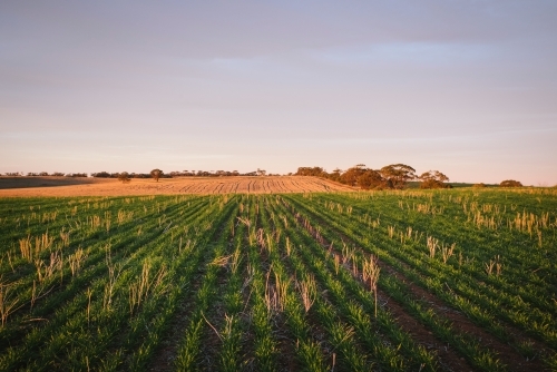 Sunset on a cereal crop in the Avon Valley in Western Australia - Australian Stock Image