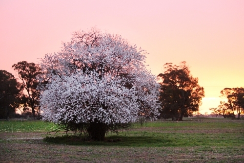 Sunset on a farm - Australian Stock Image