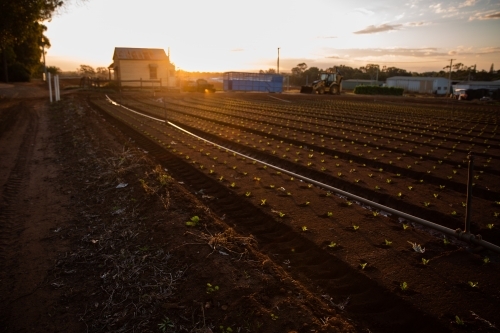 sunset over a newly planted field on a farm - Australian Stock Image